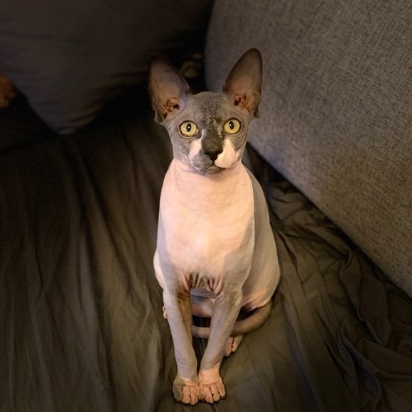 Meet your Posher, Breanna - Picture 1 of 1